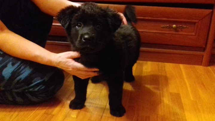 Щенок крупный