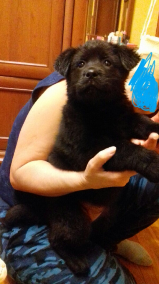 Щенок крупный