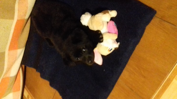 Щенок крупный