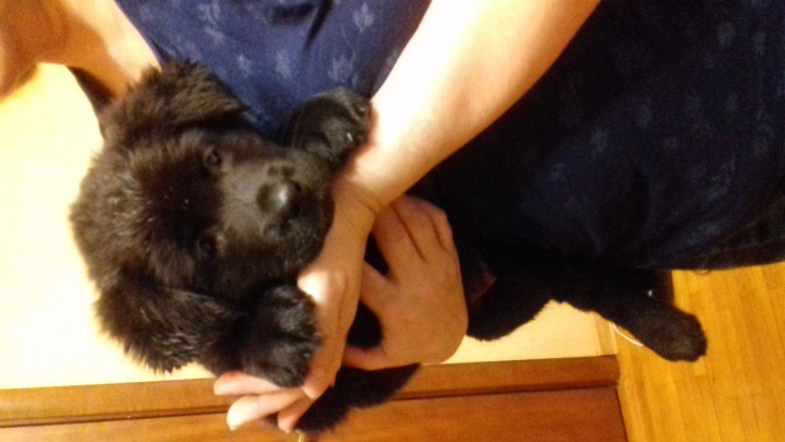 Щенок крупный