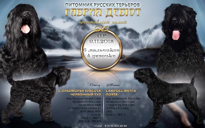 Щенки Русского Черного Терьера