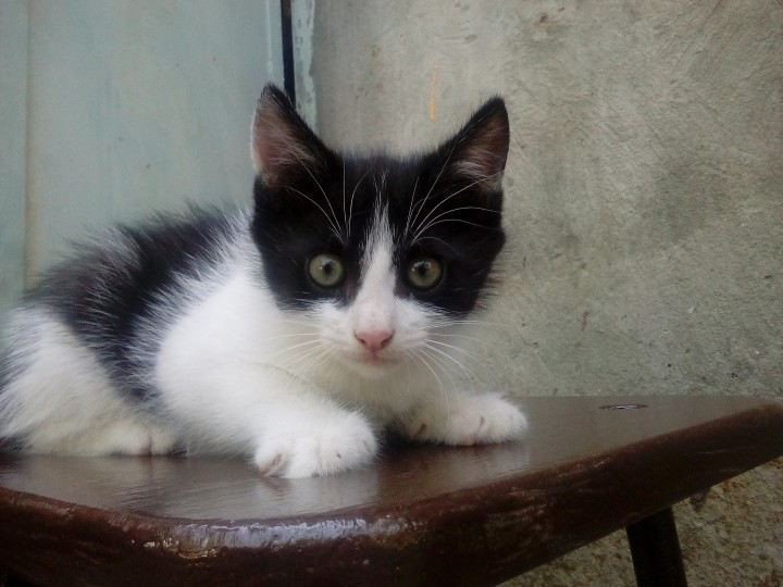 Котята от крысоловки-красивые мальчики 