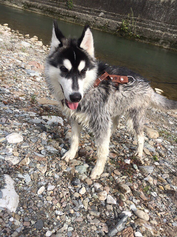 Потерялся Хаски 