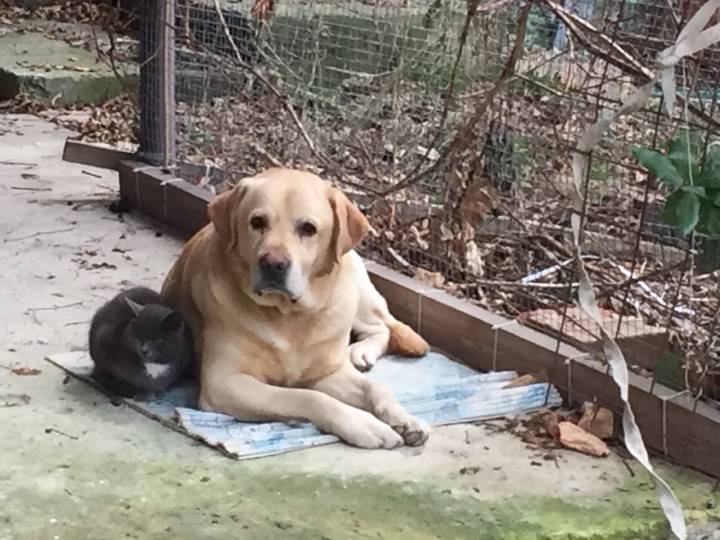 Потерялся «Лабрадорчик»