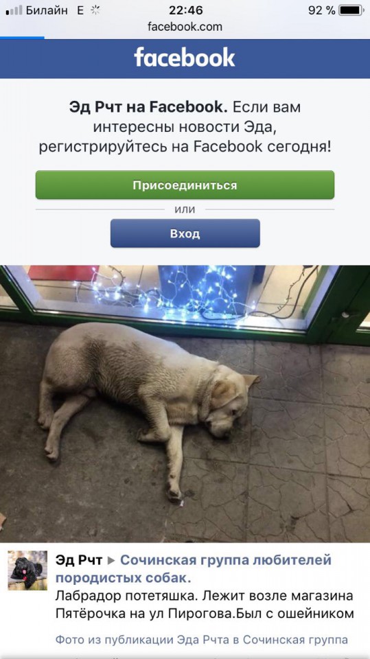 Потерялся «Лабрадорчик»