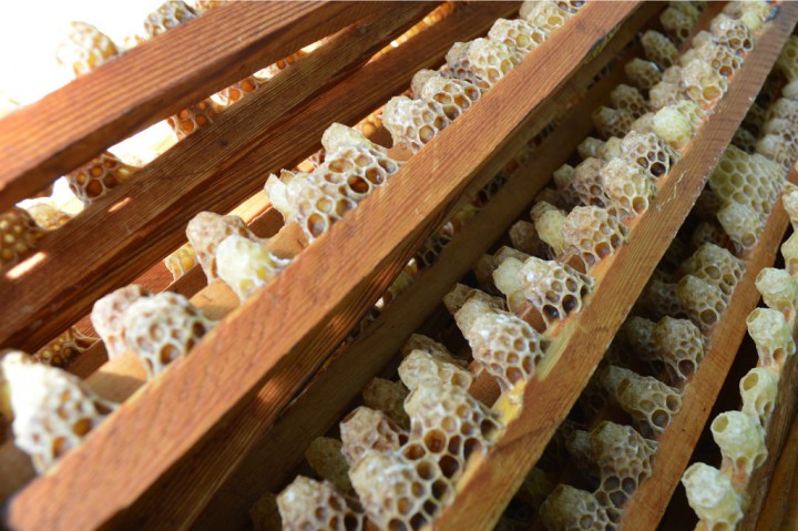 Пчелиное маточное молочко с высокогорного села Аибга.