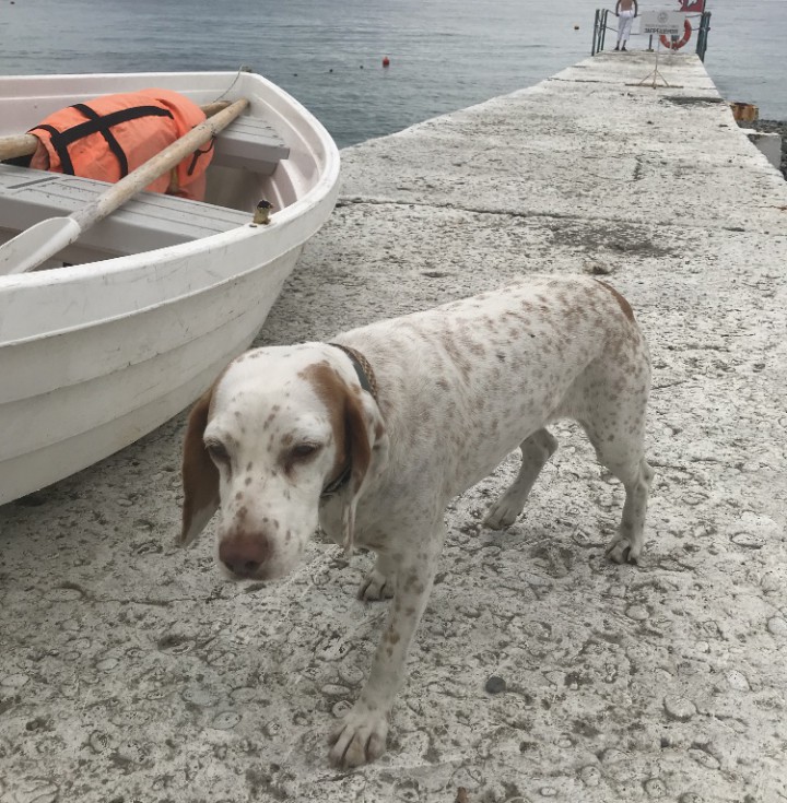 Пропала собака