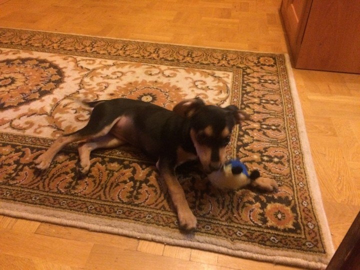 Найден щенок цвегпинчера