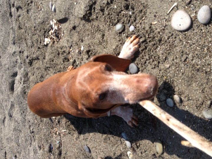 Потерялся старый пёс, такс Макс. Район ул. Бамбуковой. Помогите 
