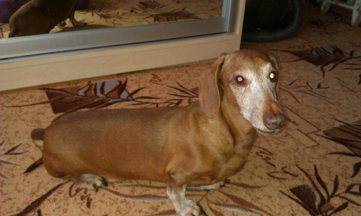 Потерялся старый пёс, такс Макс. Район ул. Бамбуковой. Помогите 