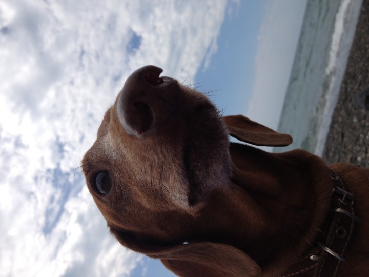 Потерялся старый пёс, такс Макс. Район ул. Бамбуковой. Помогите 