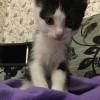 Котёнок ищет семью