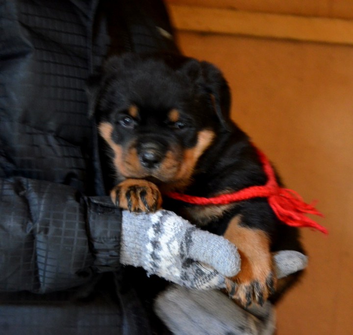 Щенки Ротвейлер