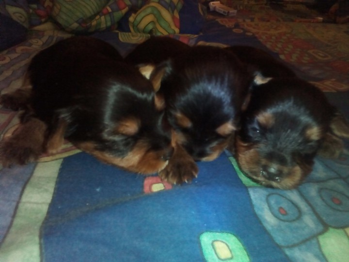 Щенки йорка. Читайте внимательно объявление