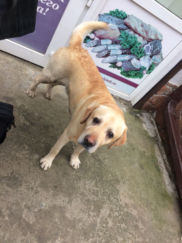 Потерялся Лабрадор