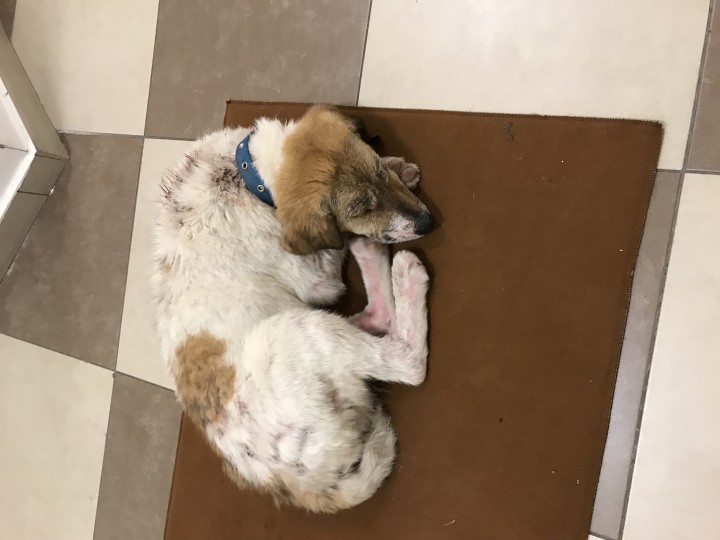 Найдена собака с синим ошейником и зеленой биркой