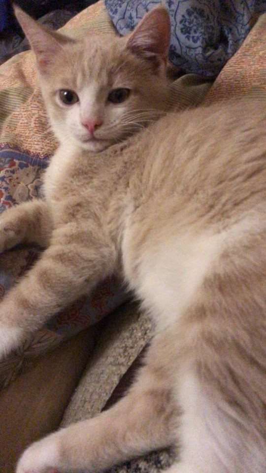 Пропал кот !! 