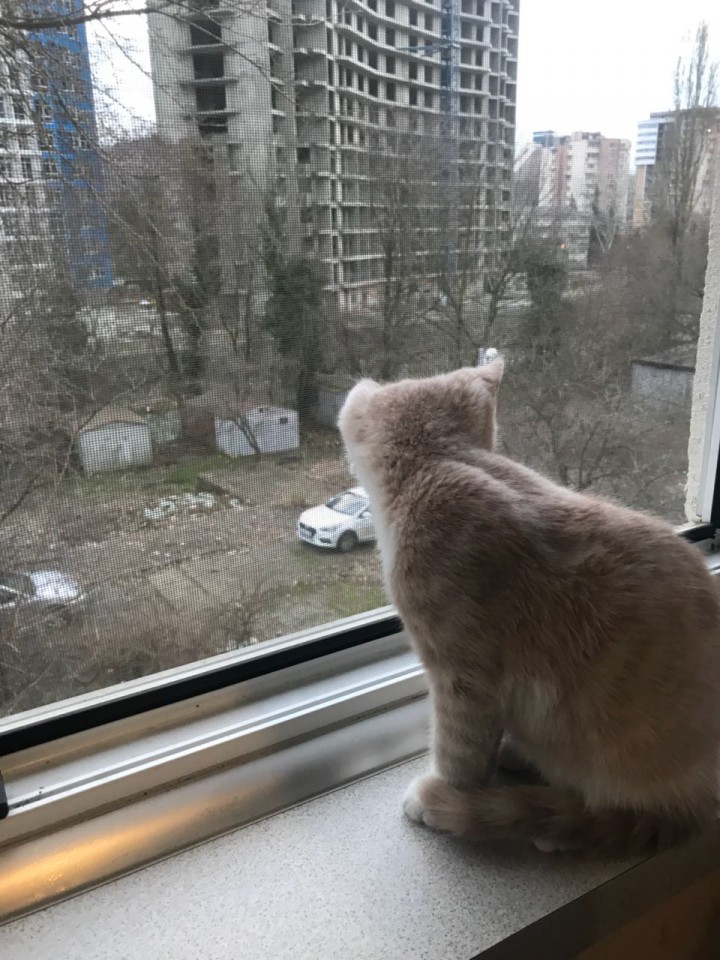 Пропал кот !! 