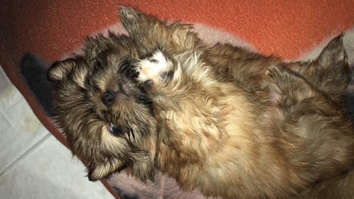 Продаются щенки пекинесов