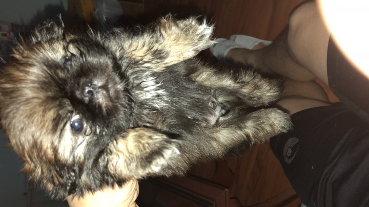 Продаются щенки пекинесов