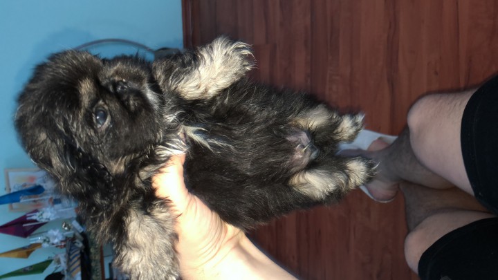 Продаются щенки пекинесов