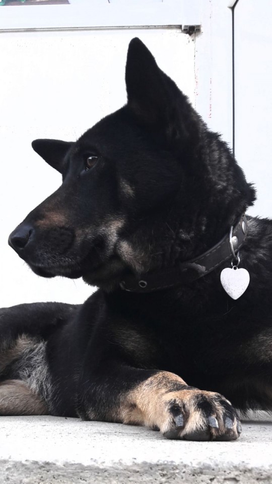 Супер-собака срочно ищет дом!