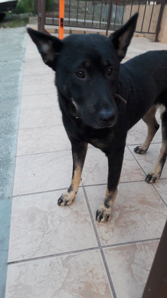 Супер-собака срочно ищет дом!