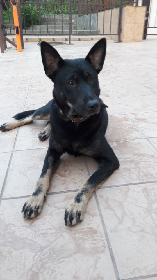 Супер-собака срочно ищет дом!