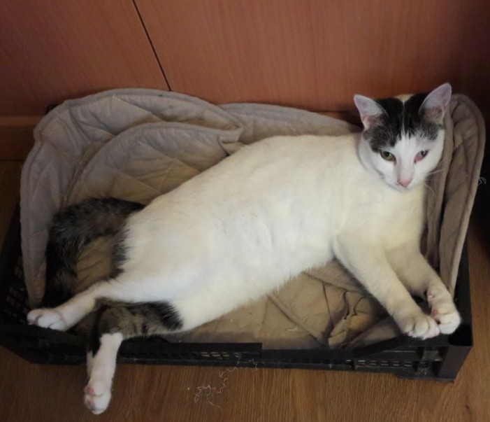 Пропала кошка