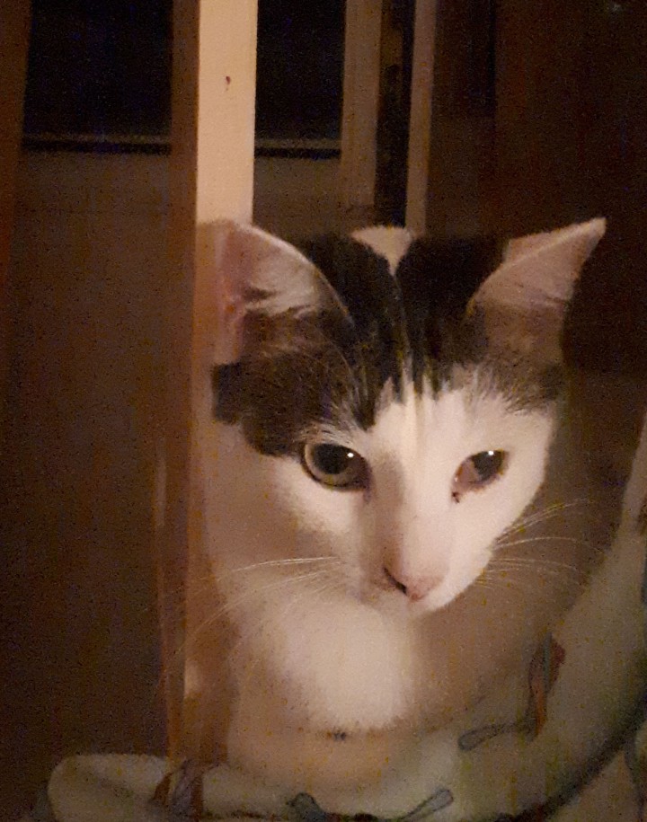 Пропала кошка