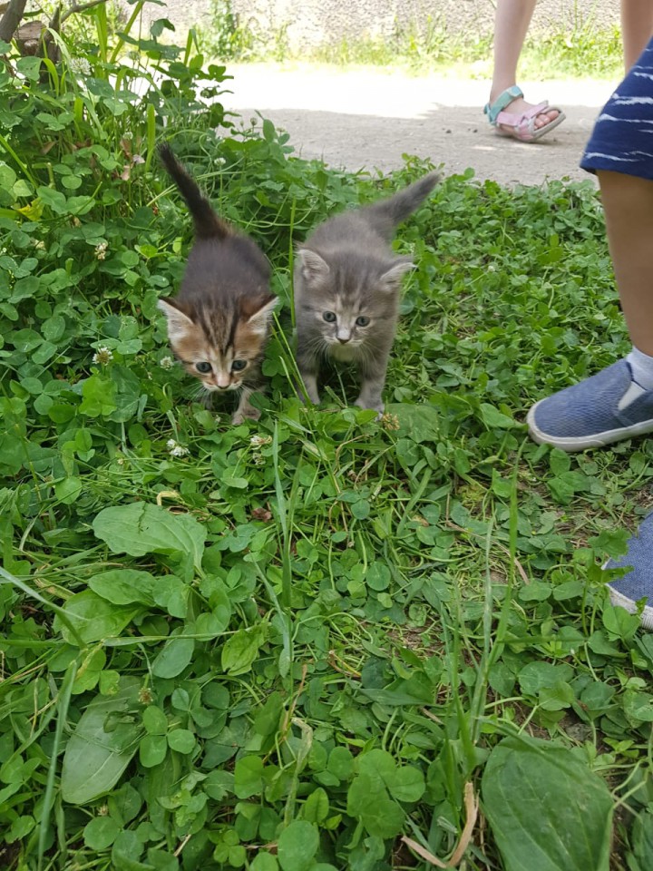Котята ищут дом