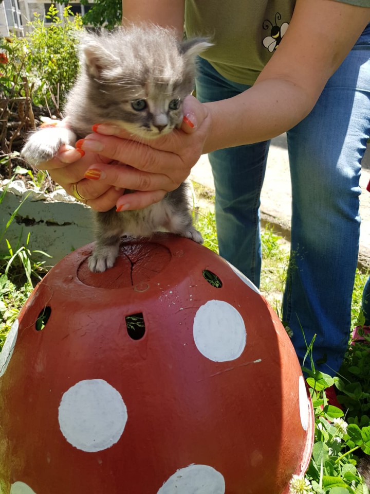 Котята ищут дом