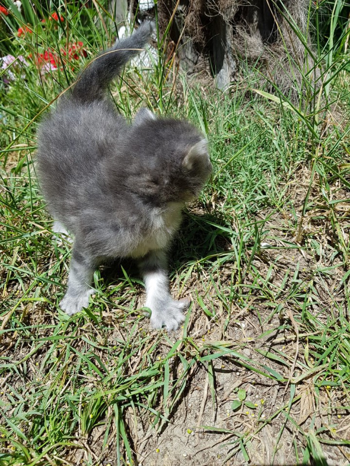 Котята ищут дом