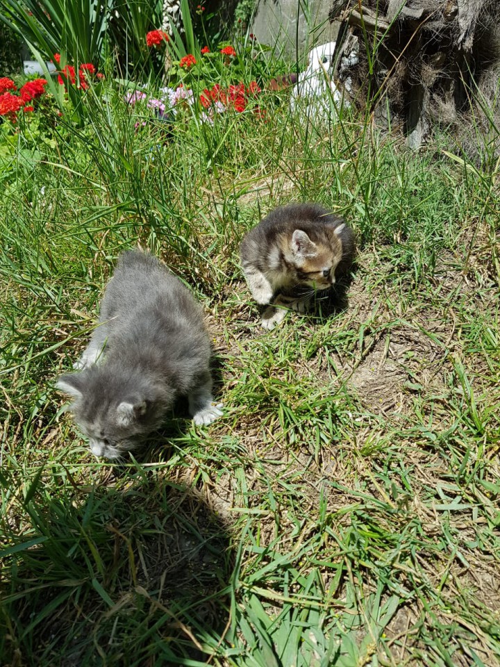 Котята ищут дом