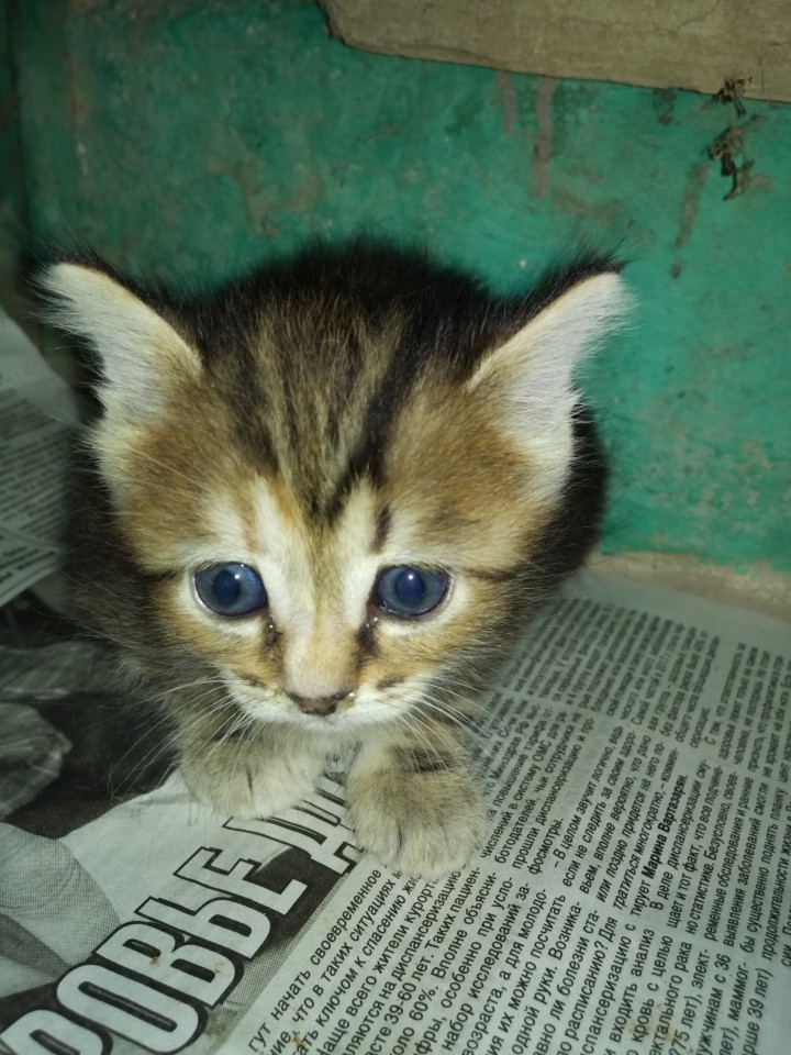 Котята ищут дом