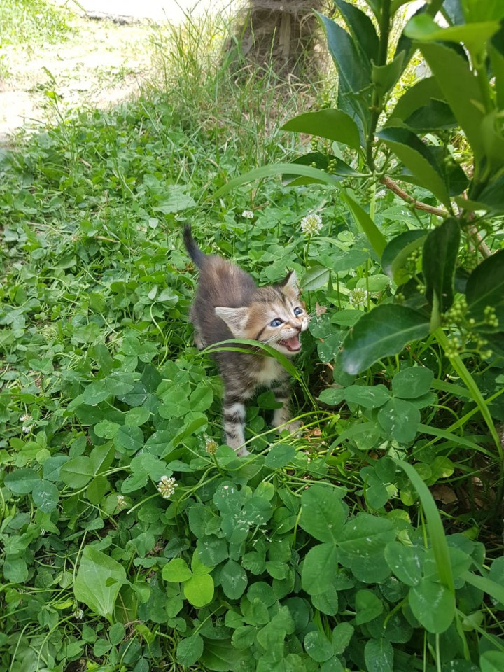 Котята ищут дом