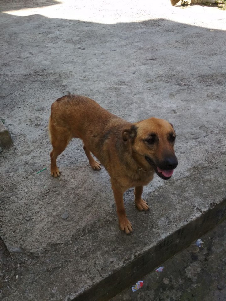 Найдена собака