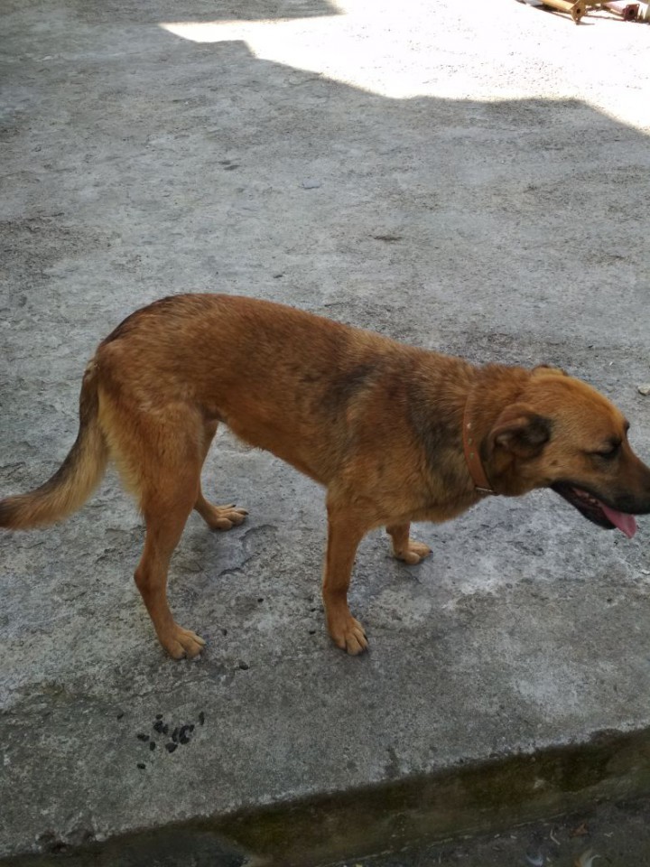 Найдена собака