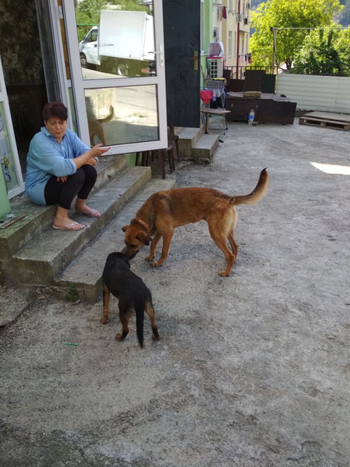 Найдена собака