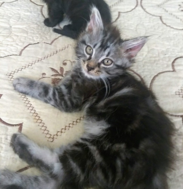 Милых котят в добрый дом