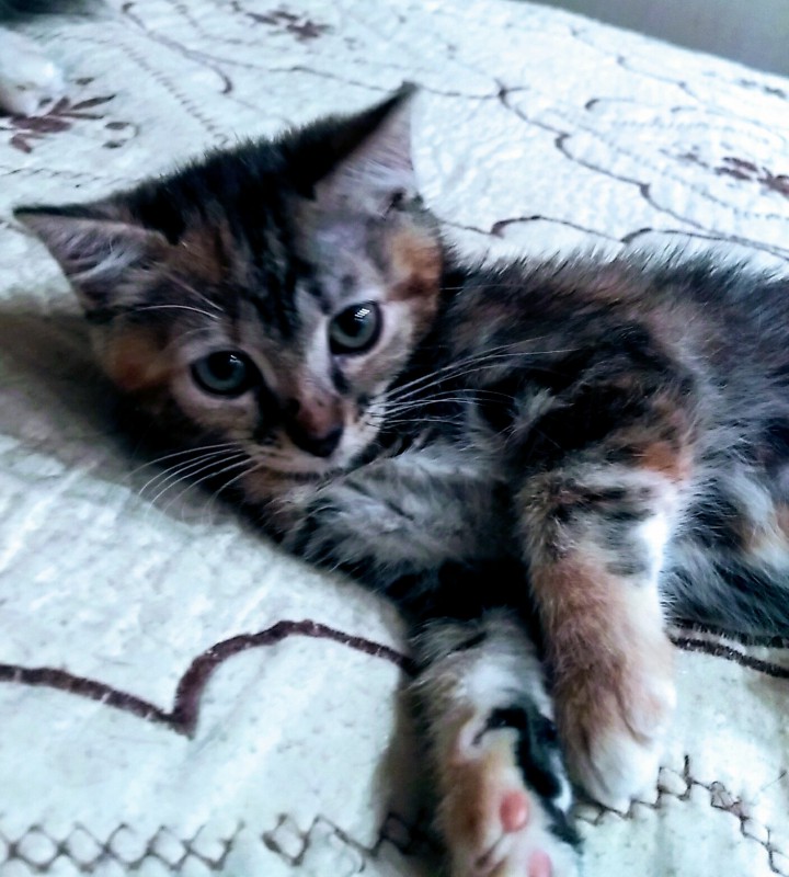 Милых котят в добрый дом