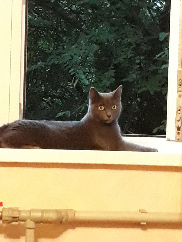 Пропала кошка