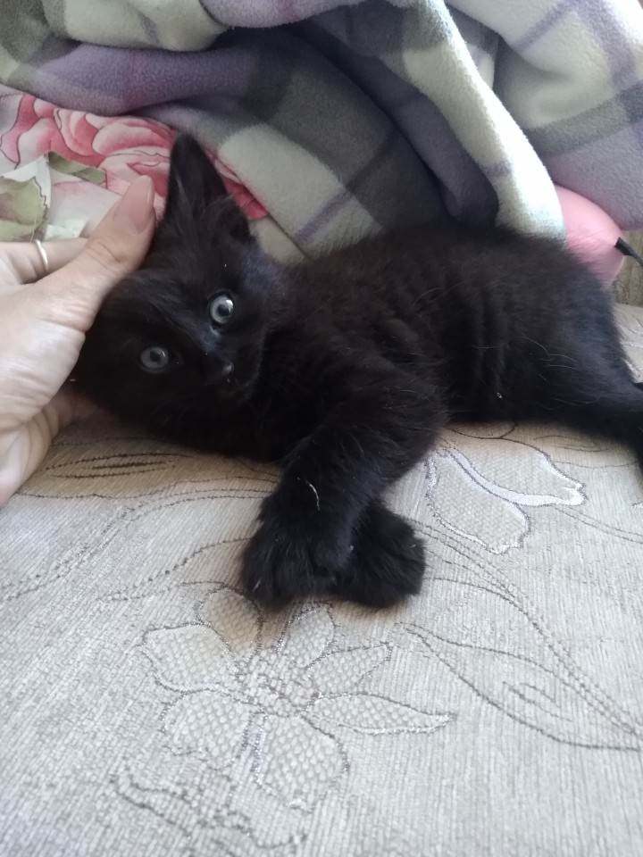 Бесплатно срочно котенок