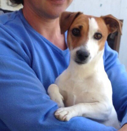 Пропала собака 