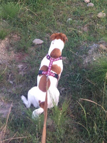 Пропала собака 