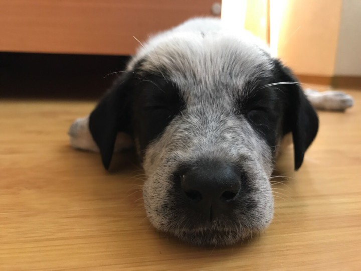 Лагерта ищет семью! 