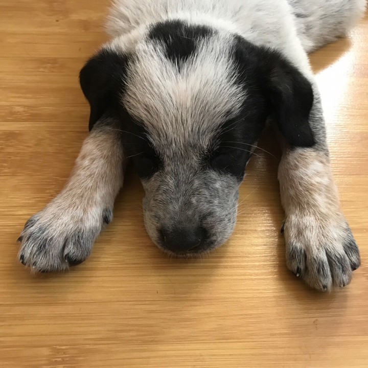 Лагерта ищет семью! 