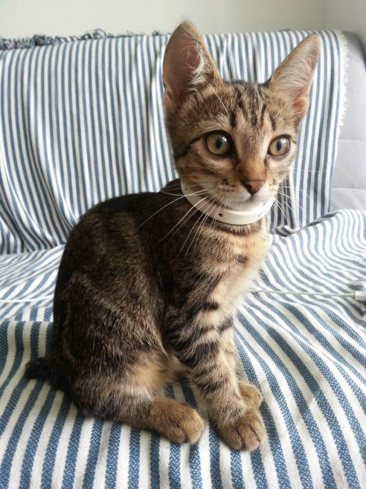 Отдам котёнка в добрые руки!