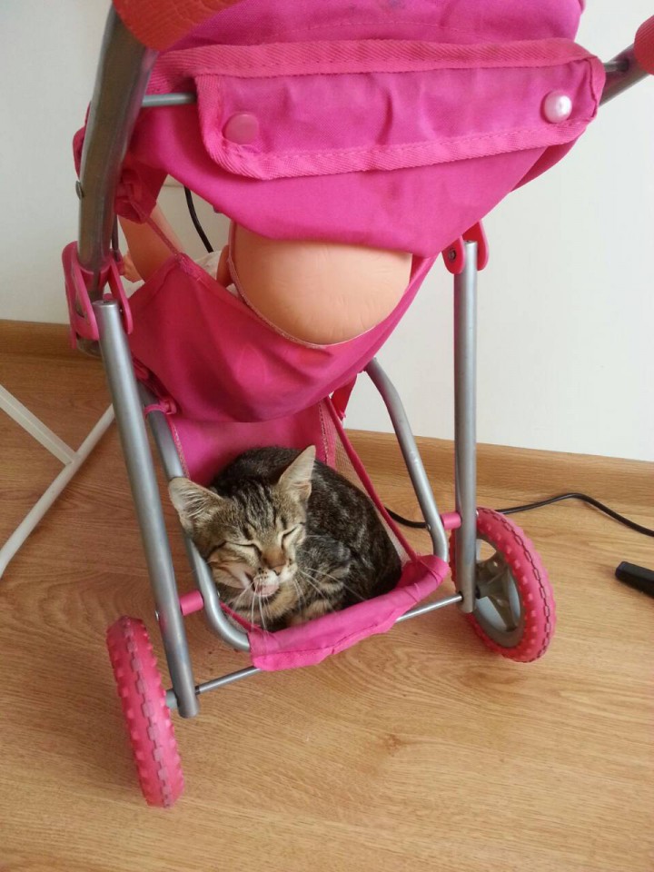 Отдам котёнка в добрые руки!