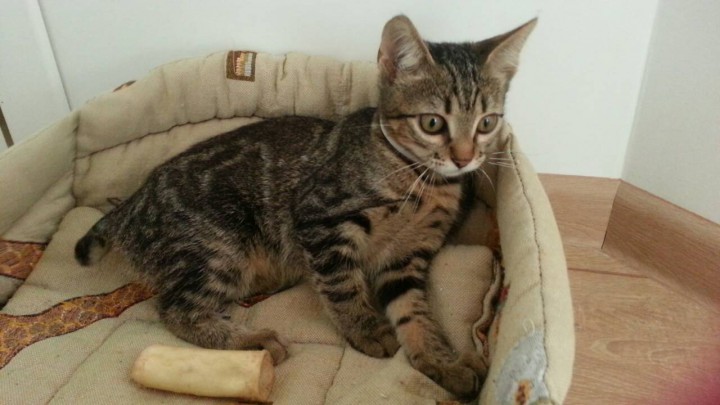 Отдам котёнка в добрые руки!